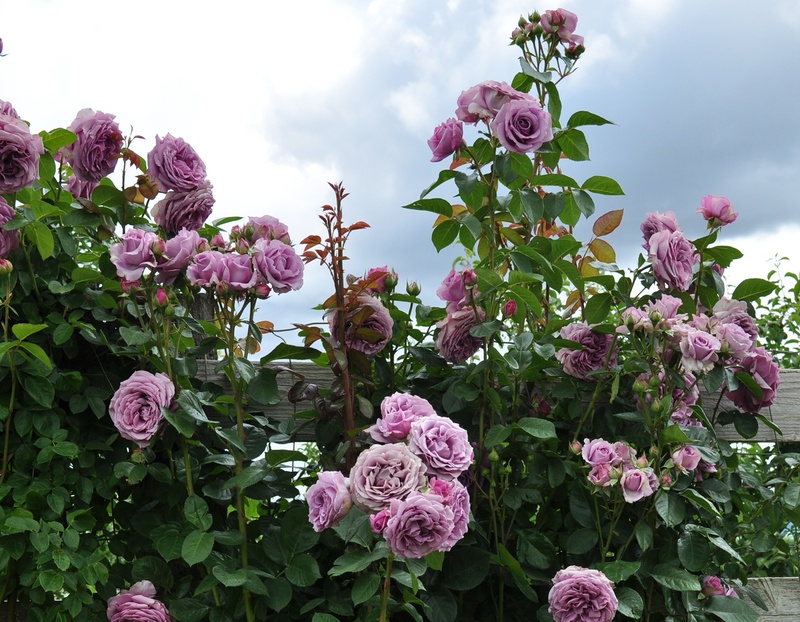 Arborose Quicksilver Climbing Rose