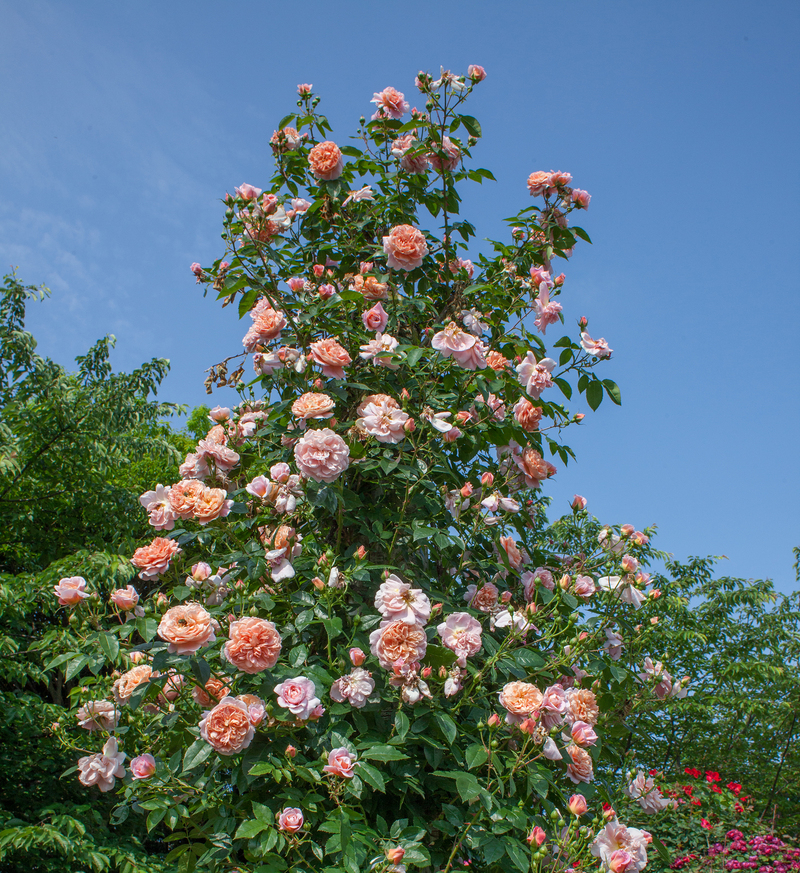 Colette Climbing Rose