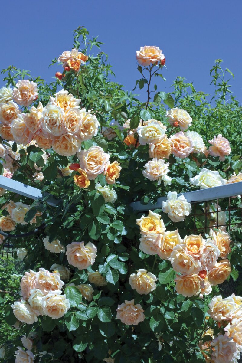 Garden Sun Climbing Rose