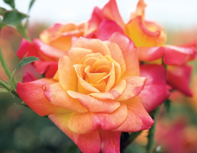 Joseph's Coat Climbing Rose